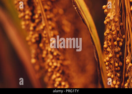 Close up di Sorghum bicolor coltivati in campo messa a fuoco selettiva Foto Stock