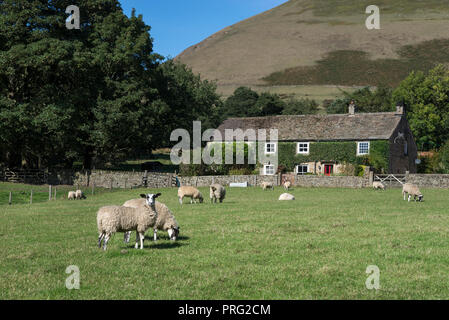 Pecore al pascolo da una tradizionale casa colonica in pietra vicino a Edale nel parco nazionale di Peak District, Derbyshire, in Inghilterra. Foto Stock