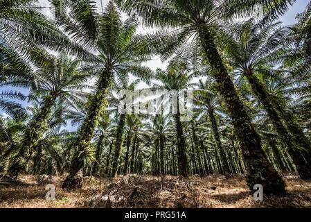 Una tettoia di palma da olio in corrispondenza di una piantagione complotto di Perak, Malaysia Foto Stock