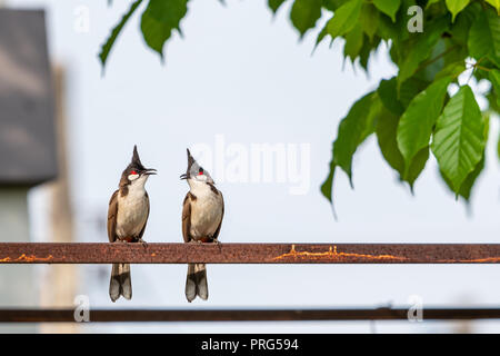 Una coppia di Red-whiskered bulbuls sedersi sul ferro arrugginito bar Foto Stock