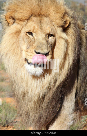 Un grande leone maschio essendo distratti da qualcosa per i fotografi a destra. Foto Stock