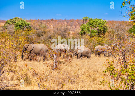 Un branco di elefanti a piedi da sinistra a destra Foto Stock