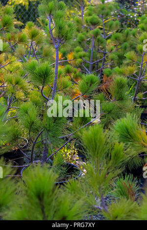 Pentole con il giovane albero di abete rosso piante in tree farm Foto Stock