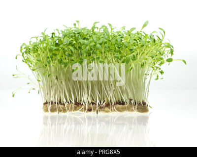 Crescente fresca verde insalata di crescione su sfondo bianco Foto Stock