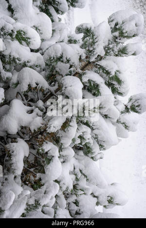 Nevicava cespugli di pino Calgary Alberta Canada Foto Stock