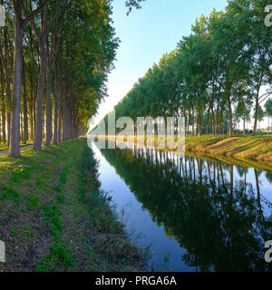 Autunno luce della sera sul viale dei faggi di rivestimento del twin canali del Leopoldkanaal e Schipdonkkanaal - Oostkerke vicino al di fuori di Brugge, in Belgio Foto Stock