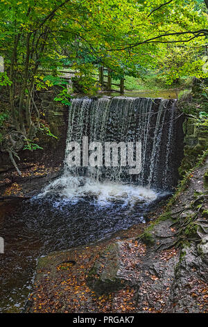 Weir sul fiume Clywedog in Plas Power boschi sul sentiero Clywedog in autunno vicino Wrexham North Wales UK Novembre 2277 Foto Stock