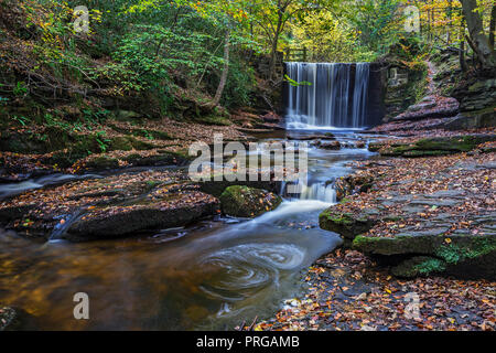 Weir sul fiume Clywedog in Plas Power boschi sul sentiero Clywedog in autunno vicino Wrexham North Wales UK Novembre 4335 Foto Stock