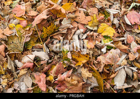 Primo piano di foglie di autunno a terra Foto Stock