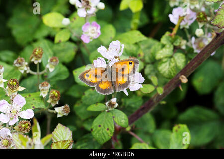 Gatekeeper (Farfalla Pyronia tithonus) maschio alimentazione su Rovo (Rubus fructicosus) in hedge CHESHIRE REGNO UNITO luglio 55350 Foto Stock