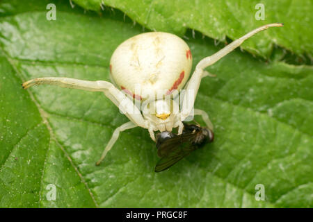 Il ragno granchio (Misumena vatia) con volare in preda. Tipperary, Irlanda Foto Stock