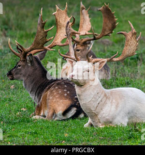 Daini (Dama Dama) bucks / maschi con grandi corna di cervo in appoggio in Prato mostra comune di colorazione più scura del cappotto invernale e leucistic variante bianca Foto Stock