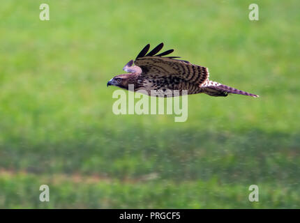 Red Tailed Hawk soaring attraverso un campo Foto Stock