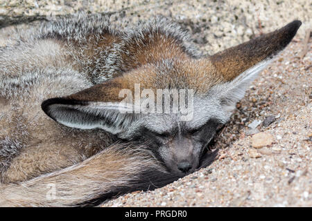 Bat-eared Fox (Otocyon megalotis) dormire avvolto a ricciolo, nativo della savana africana Foto Stock