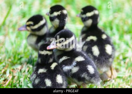 Chiusura del becco nero sibilo duck anatroccoli (dendrocygna autumnalis) Foto Stock