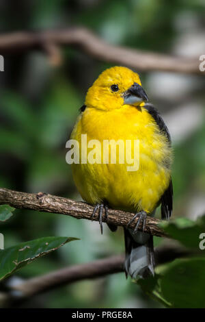 Golden grosbeak / golden-panciuto grosbeak / giallo del sud (grosbeak Pheucticus chrysogaster) maschio arroccato nella struttura ad albero, originario del Sud America Foto Stock