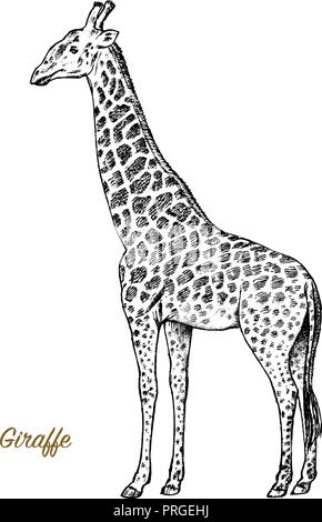 Giraffa africana animale selvatico su sfondo bianco. Incisi disegnati a mano arte linea Vintage vecchio schizzo in bianco e nero, inchiostro. Illustrazione Vettoriale per etichetta. safari simbolo. Illustrazione Vettoriale