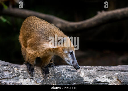 Sud Americana coati / anello-tailed coati (Nasua nasua / Viverra nasua) nella struttura ad albero, nativo di tropical America del Sud Foto Stock