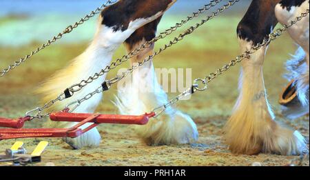 NEC Birmingham, UK. 3° OTT 2018. Gamba piume di shire cavalli. Unità musicale dei cavalli pesanti. Cavallo dell'anno mostra (HOYS). Il National Exhibition Centre (NEC). Birmingham. Regno Unito. 03/10/2018. Credito: Sport In immagini/Alamy Live News Foto Stock