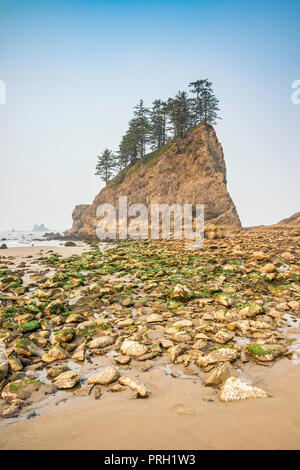 Aghi di Quileute mare pile, a seconda spiaggia, parte di La Push Beach, Pacific Coast, il Parco Nazionale di Olympic, nello stato di Washington, USA Foto Stock