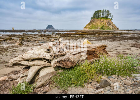 Driftwood sulla spiaggia, Tskawahyah Isola, lusinghe area Rocks, vista da Cape Alava, Pacific Coast, il Parco Nazionale di Olympic, nello stato di Washington, USA Foto Stock