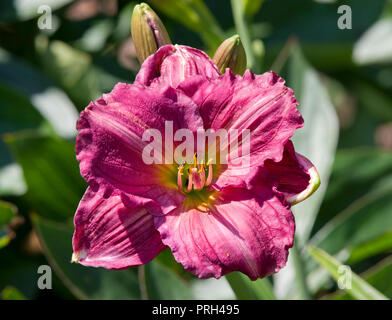 Hemerocallis 'Chicago Royal Robe' Foto Stock