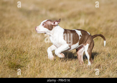 Rosso/Bianco American Pit Bull Terrier cucciolo in esecuzione su un prato su una soleggiata giornata invernale Foto Stock