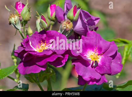 Rose Rapsodia in Blu Foto Stock