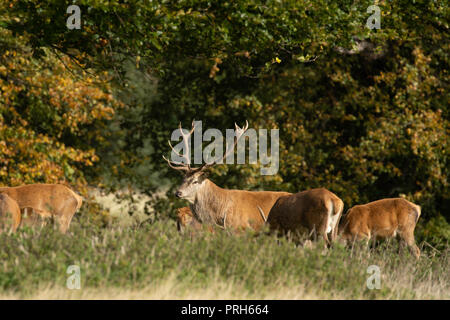 Red Deer Stag con grandi formiche allo Studley Royal Deer Park, Ripon, North Yorkshire, Inghilterra, Regno Unito. Foto Stock