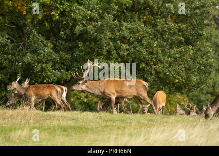 Red Stag Deer insegue Hinds, Studley Royal Deer Park, Ripon, North Yorkshire, Regno Unito. Foto Stock
