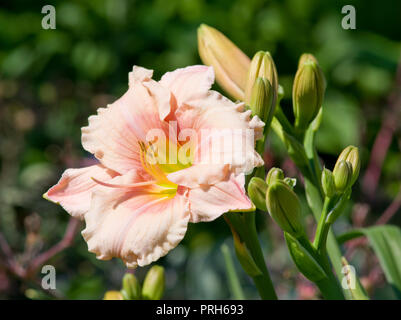 Hemerocallis 'Janice Bruno" Foto Stock