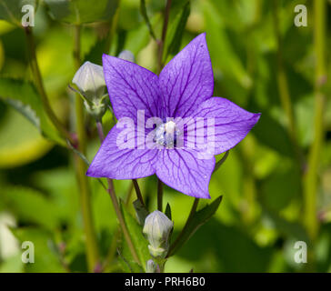 Platycodon grandiflorus 'Mariesii' Foto Stock