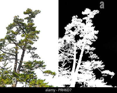 Giapponese albero di pino su un angolo isolato con canale alfa per rimuovere lo sfondo bianco Foto Stock