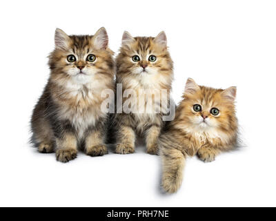 Tre soffici golden British Longhair Cat gattini seduta / posa in perfetta fila, guardando alla lente con grandi occhi verdi isolati su sfondo bianco Foto Stock