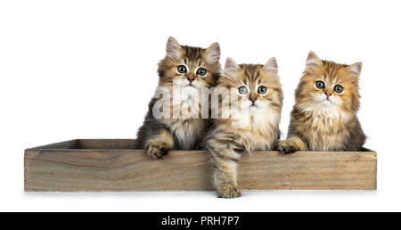 Tre soffici golden British Longhair Cat gattini seduti in un lungo vassoio in legno, guardando a lente con grandi occhi verdi isolati su sfondo bianco Foto Stock