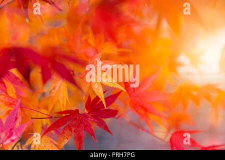 Closeup bella rossa maple leaf background Foto Stock