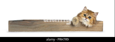 Fluffy golden British Longhair Cat gattino seduto in un lungo vassoio in legno, guardando a lente con grandi occhi verdi isolati su sfondo bianco Foto Stock