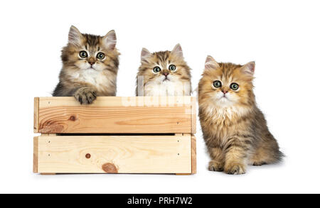 Tre soffici golden British Longhair Cat gattini in seduta e accanto una luce gabbia in legno, guardando a lente con grandi occhi verdi isolati su bianco backg Foto Stock