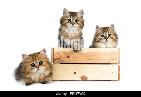 Tre soffici golden British Longhair Cat gattini in seduta e accanto una luce gabbia in legno, guardando a lente con grandi occhi verdi isolati su bianco backg Foto Stock