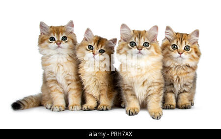 Quattro soffici golden British Longhair Cat gattini seduta / posa in perfetta fila, guardando alla lente con grandi occhi verdi isolati su sfondo bianco Foto Stock