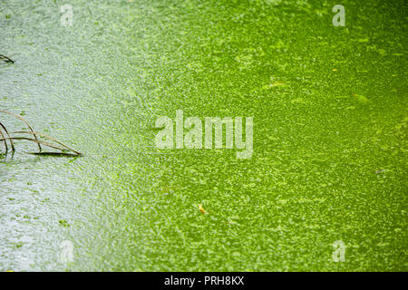 Verde alghe di palude ancora lago d acqua con bolla di gas Foto Stock