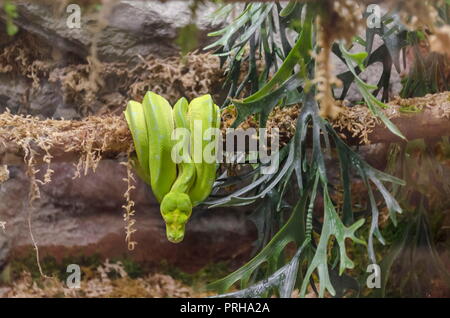 Close up di un serpente verde o Atheris chlorechis avvolto su un albero, Sofia, Bulgaria Foto Stock