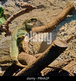 Iguana in appoggio sul tronco di albero nel parco, Sofia, Bulgaria Foto Stock