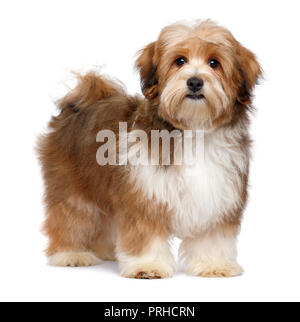 Carino rosso colorato particol havanese cucciolo di cane è in piedi e guardando la telecamera, isolato su sfondo bianco Foto Stock