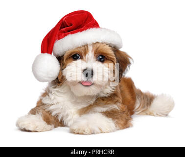 Sorridenti Bichon Havanese cucciolo di cane sta indossando un Natale di Santa hat - isolato su sfondo bianco Foto Stock