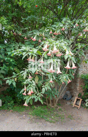 Rosa e Bianco Brugmansia Versicolor Angeli tromba arbusto arbusto sempreverde famiglia delle solanacee, brugmansia versicolor lagerh angeli demoni tromba bush ga Foto Stock