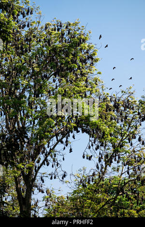 Molti volpi volanti di consegnare un albero nel giardino botanico di Kandy, Sri Lanka Foto Stock
