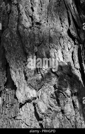 Close-up, immagine in bianco e nero della corteccia su un grande albero antico in Stockton-on-Tees, Regno Unito. Foto Stock