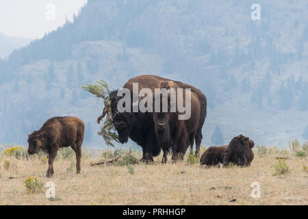 Bull bison cercando di imprimere una mucca con un gigante di salvia spazzola hat nel Parco Nazionale di Yellowstone Foto Stock