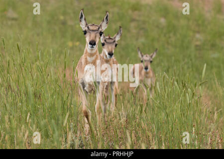 Tre pronghorn cerbiatti nel Parco Nazionale di Yellowstone. Foto Stock